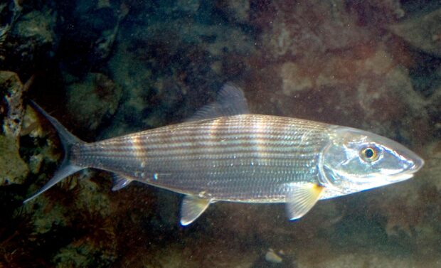 Bonefish