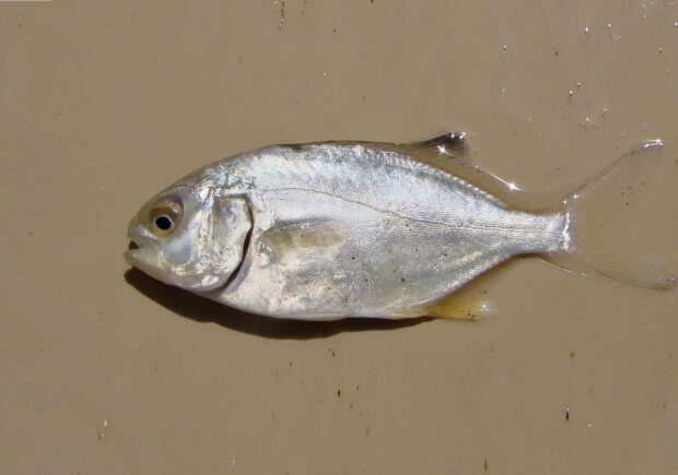 Pompano