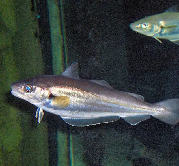 Wittling: Alle Infos zum beliebten Speisefisch