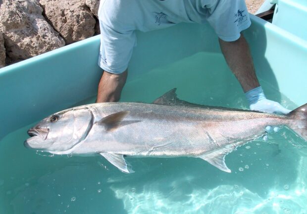 Amberjack (Bernsteinmakrele)