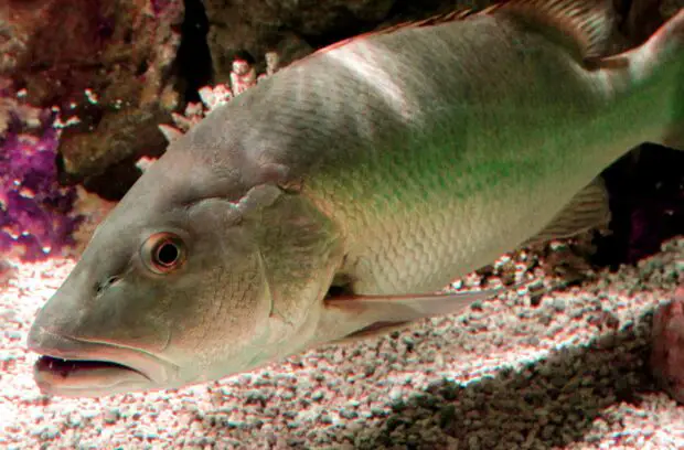 Cubera Snapper