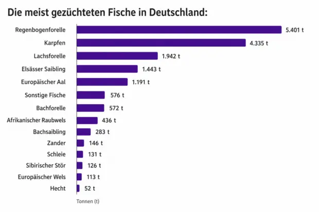 Die meist gezüchteten Fische in Deutschland. Quelle: Destatis 2024